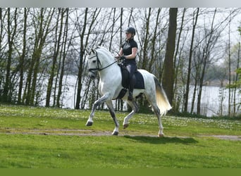 PRE, Hengst, 7 Jaar, 165 cm, Appelschimmel
