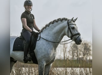 PRE, Hengst, 7 Jaar, 165 cm, Appelschimmel