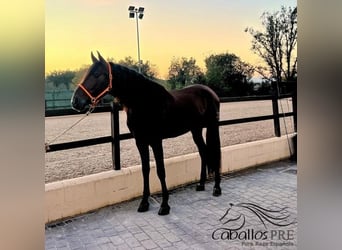 PRE, Hengst, 7 Jaar, 165 cm, Bruin