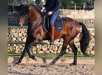 PRE, Hengst, 7 Jaar, 166 cm