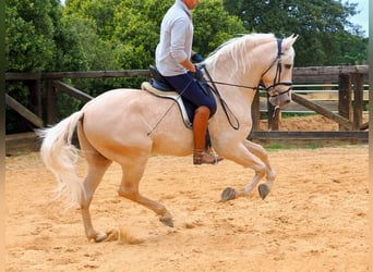 PRE Mix, Hengst, 7 Jaar, 166 cm, Palomino