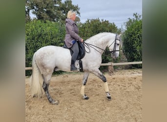 PRE Mix, Hengst, 7 Jaar, 166 cm, Schimmel