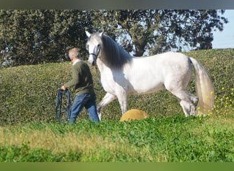 PRE Mix, Hengst, 7 Jaar, 166 cm, Schimmel