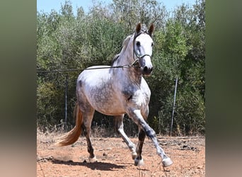PRE Mix, Hengst, 7 Jaar, 166 cm, Schimmel