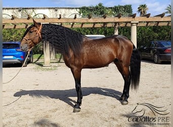 PRE Mix, Hengst, 7 Jaar, 167 cm, Bruin