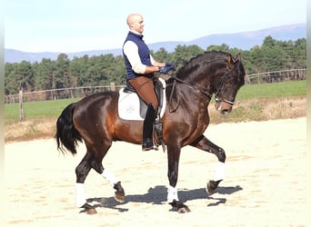 PRE Mix, Hengst, 7 Jaar, 167 cm, Bruin