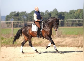 PRE Mix, Hengst, 7 Jaar, 167 cm, Bruin