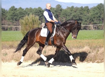 PRE Mix, Hengst, 7 Jaar, 167 cm, Bruin