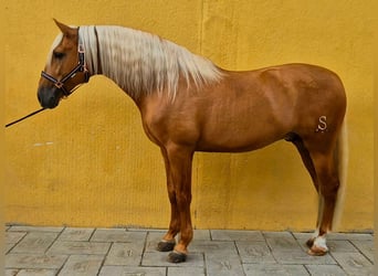 PRE Mix, Hengst, 7 Jaar, 167 cm, Palomino