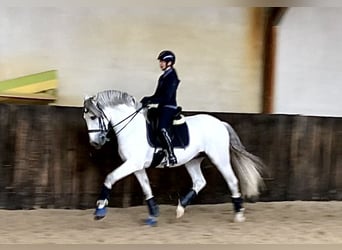 PRE Mix, Hengst, 7 Jaar, 167 cm, Schimmel