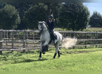 PRE Mix, Hengst, 7 Jaar, 167 cm, Schimmel