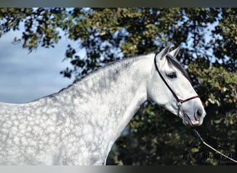 PRE Mix, Hengst, 7 Jaar, 167 cm, Schimmel