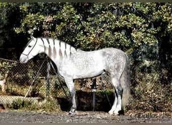 PRE Mix, Hengst, 7 Jaar, 167 cm, Schimmel