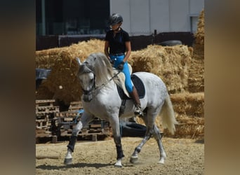 PRE, Hengst, 7 Jaar, 168 cm, Appelschimmel