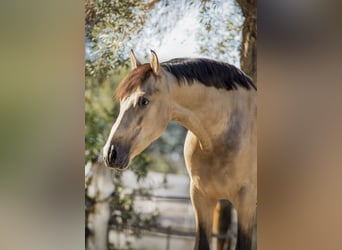 PRE Mix, Hengst, 7 Jaar, 168 cm, Buckskin