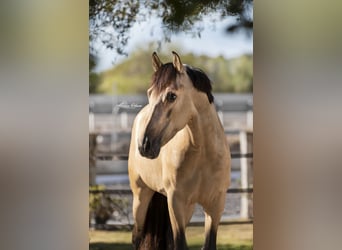 PRE Mix, Hengst, 7 Jaar, 168 cm, Buckskin