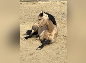 PRE Mix, Hengst, 7 Jaar, 168 cm, Buckskin