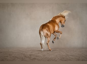 PRE Mix, Hengst, 7 Jaar, 168 cm, Palomino