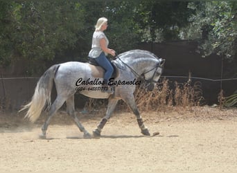 PRE, Hengst, 7 Jaar, 168 cm, Schimmel