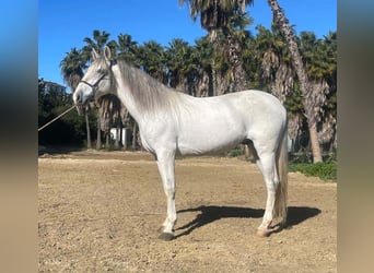 PRE Mix, Hengst, 7 Jaar, 168 cm, Schimmel