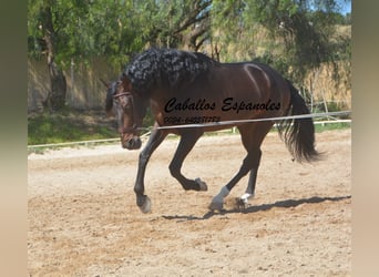 PRE, Hengst, 7 Jaar, 168 cm, Zwartbruin