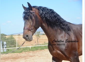 PRE, Hengst, 7 Jaar, 168 cm, Zwartbruin