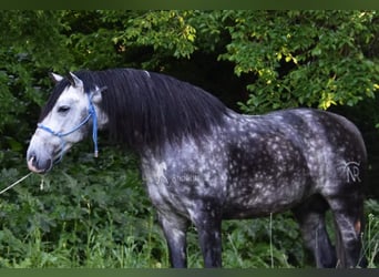 PRE, Hengst, 7 Jaar, 169 cm, Schimmel