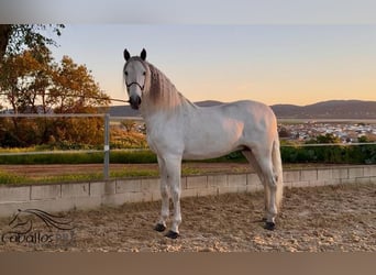 PRE Mix, Hengst, 7 Jaar, 170 cm, Schimmel
