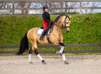 PRE, Hengst, 7 Jaar, 173 cm, Falbe