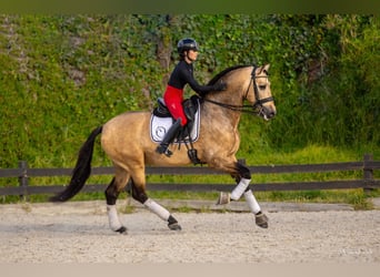 PRE, Hengst, 7 Jaar, 173 cm, Falbe