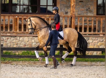 PRE, Hengst, 7 Jaar, 173 cm, Falbe