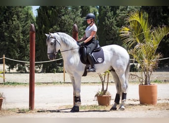 PRE, Hengst, 7 Jaar, 173 cm, Schimmel
