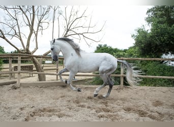 PRE, Hengst, 7 Jaar, 173 cm, Schimmel