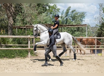 PRE, Hengst, 7 Jaar, 173 cm, Schimmel