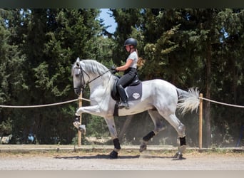 PRE, Hengst, 7 Jaar, 173 cm, Schimmel