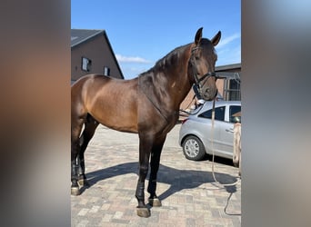 PRE Mix, Hengst, 7 Jaar, 176 cm, Donkerbruin