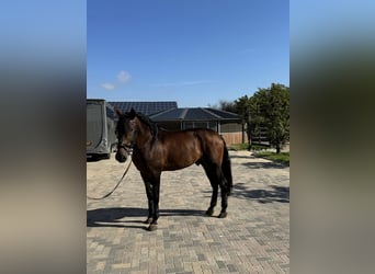 PRE Mix, Hengst, 7 Jaar, 176 cm, Donkerbruin
