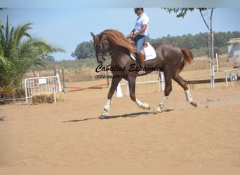 PRE, Hengst, 7 Jaar, 176 cm, Vos