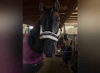 PRE, Hengst, 7 Jahre, 155 cm, Rappe