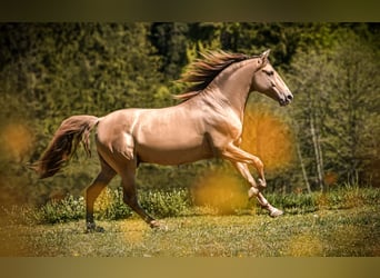 PRE, Hengst, 7 Jahre, 156 cm, Pearl