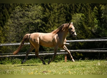 PRE, Hengst, 7 Jahre, 156 cm, Pearl