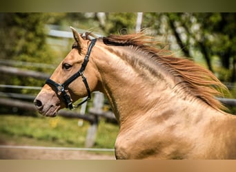 PRE, Hengst, 7 Jahre, 156 cm, Pearl