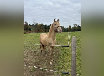 PRE Mix, Hengst, 7 Jahre, 156 cm, Pearl