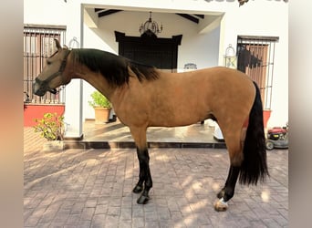 PRE, Hengst, 7 Jahre, 158 cm, Buckskin