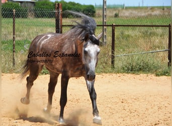 PRE, Hengst, 7 Jahre, 159 cm, Schimmel