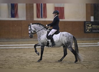 PRE, Hengst, 7 Jahre, 160 cm, Apfelschimmel