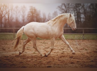 PRE, Hengst, 7 Jahre, 160 cm, Cremello