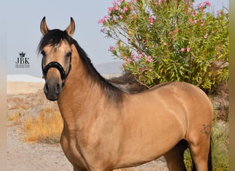 PRE, Hengst, 7 Jahre, 160 cm, Falbe