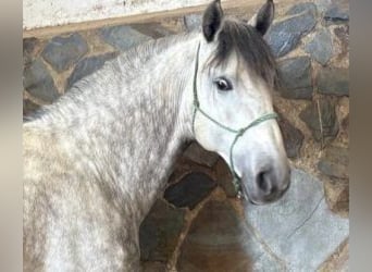 PRE Mix, Hengst, 7 Jahre, 160 cm, Schimmel