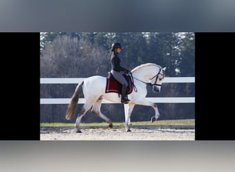 PRE Mix, Hengst, 7 Jahre, 160 cm, Schimmel